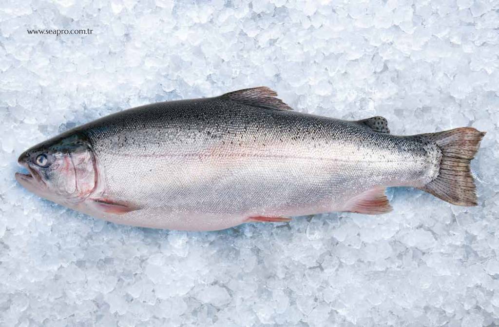 Steelhead Salmon Trout - SeaPro